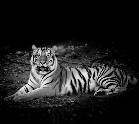 Black & White Tigerの写真素材
