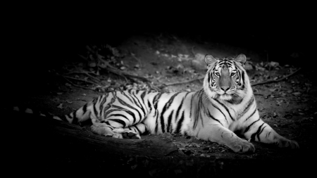 Black & White Tigerの写真素材