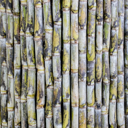 sugarcaneの写真素材