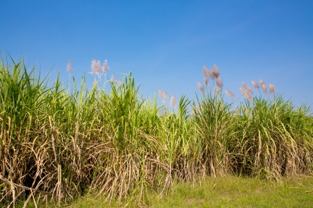 sugarcane plantationの写真素材