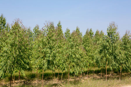 Eucalyptus tree fieldの写真素材