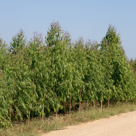 Eucalyptus tree fieldの写真素材
