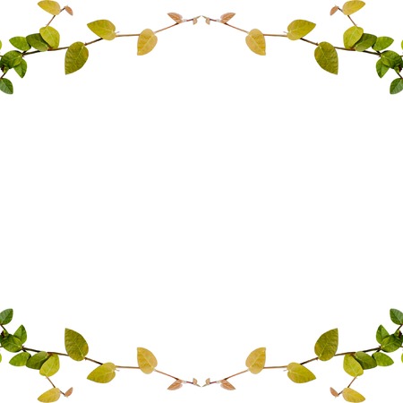 ivy leaves isolated on a white background の写真素材
