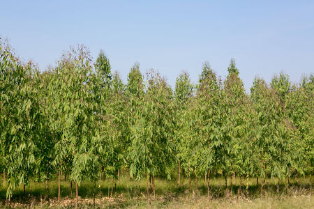 Eucalyptus tree fieldの写真素材