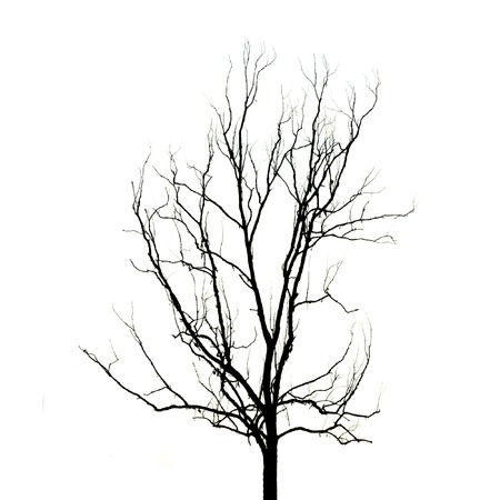 Dead Tree without Leavesの写真素材