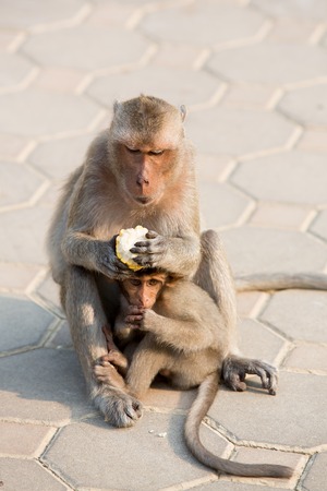 monkey family
