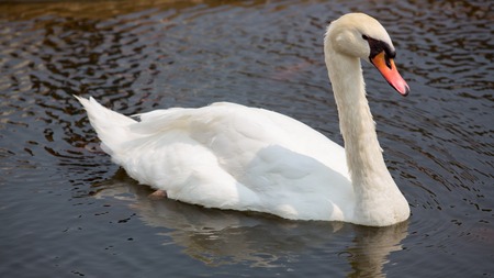 Swan floating on the waterの写真素材