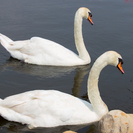 Swan floating on the waterの写真素材