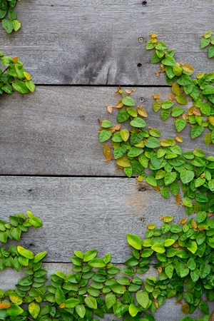 The Green Creeper Plant on wood backgroundの写真素材