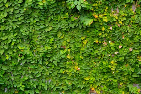 The Green Creeper Plant on wood backgroundの写真素材