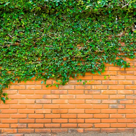 Green ivy on the brick wallの写真素材