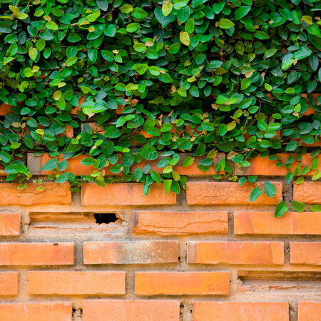 Green ivy on the brick wallの写真素材