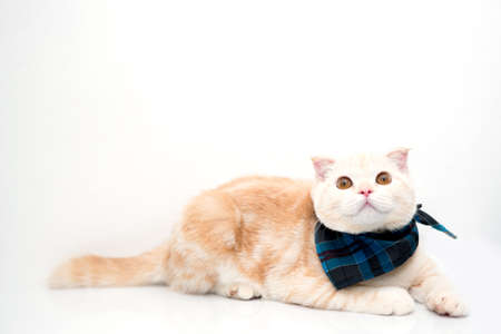 Portrait of Scottish cat isolate on white backgroundの写真素材