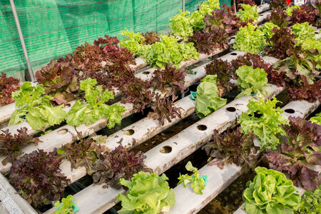 hydroponic plantの写真素材