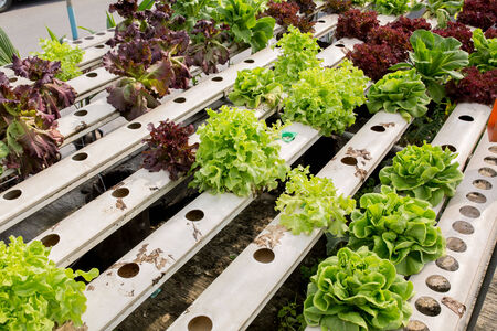 hydroponic plantの写真素材