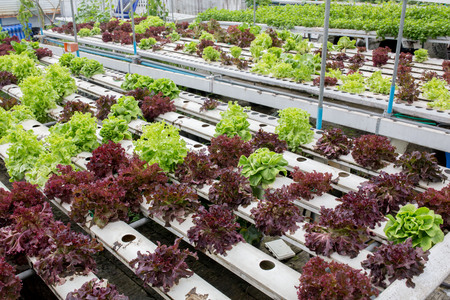 hydroponic plantの写真素材