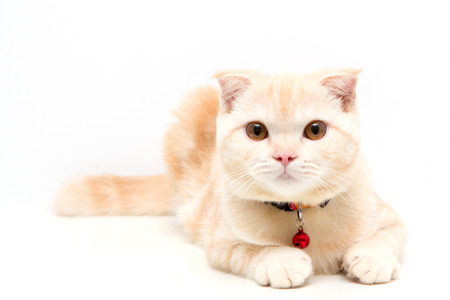 Scottish Fold catの写真素材