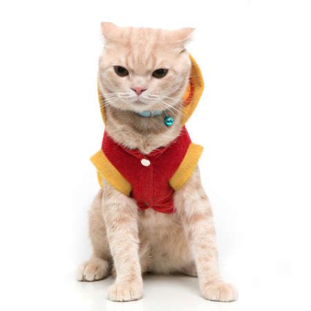 Scottish Fold catの写真素材