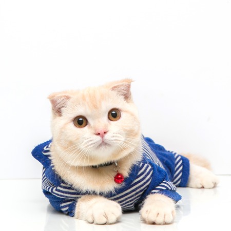 Scottish Fold catの写真素材