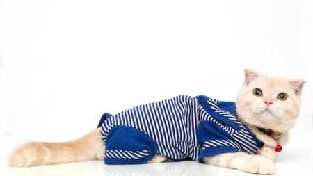 Scottish Fold catの写真素材