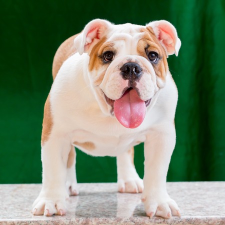 english bulldogの写真素材