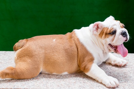 english bulldogの写真素材