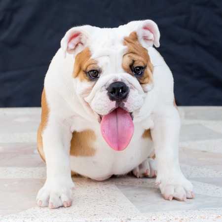 english bulldogの写真素材