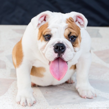 english bulldogの写真素材