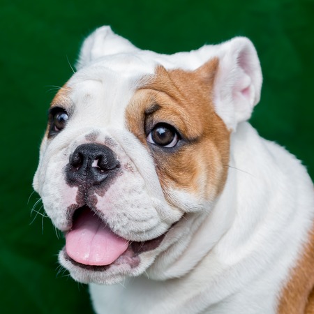 english bulldogの写真素材