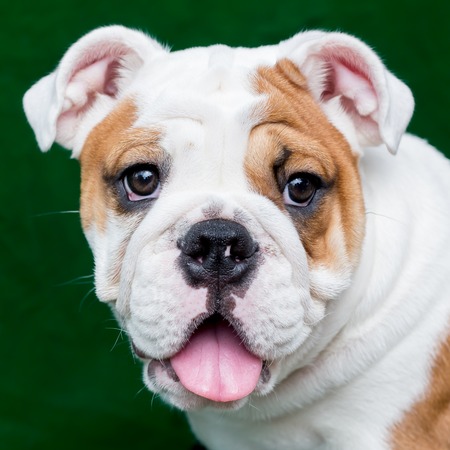 english bulldogの写真素材