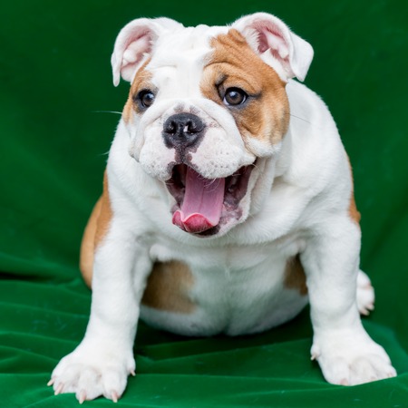 english bulldogの写真素材