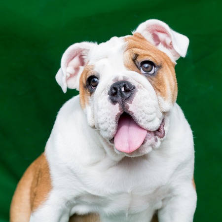 english bulldogの写真素材