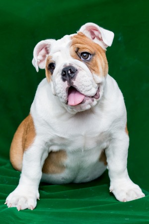 english bulldogの写真素材