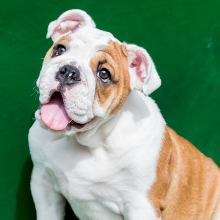 english bulldogの写真素材