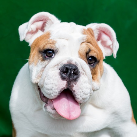 english bulldogの写真素材