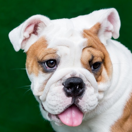 english bulldogの写真素材
