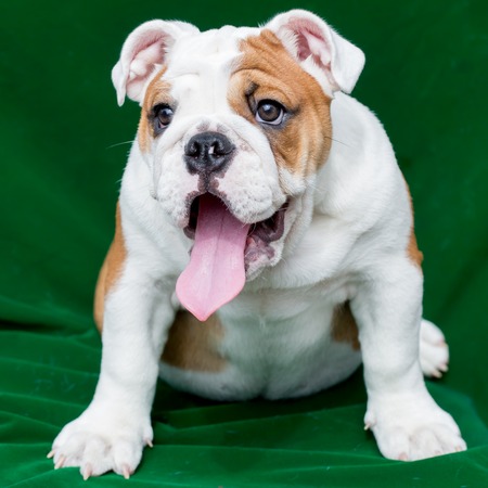 english bulldogの写真素材