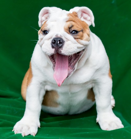 english bulldogの写真素材
