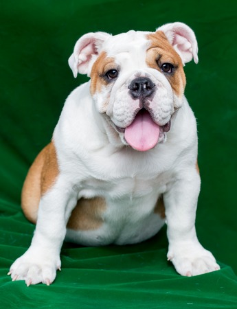 english bulldogの写真素材