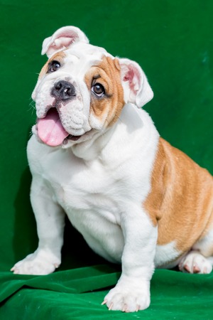 english bulldogの写真素材