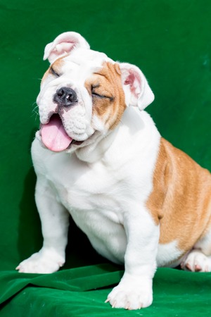 english bulldogの写真素材