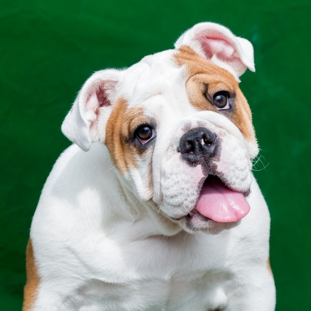 english bulldogの写真素材