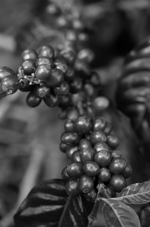 Coffee beans ripening on tree in North of thailandの写真素材