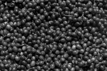 Coffee beans ripening on tree in North of thailandの写真素材