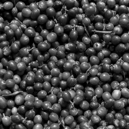 Coffee beans ripening on tree in North of thailandの写真素材