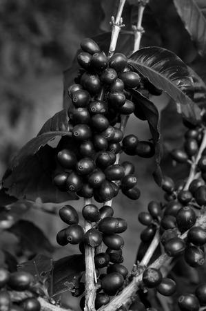 Coffee beans ripening on tree in North of thailandの写真素材