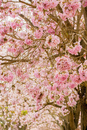 Pink flowers Tabebuia rosea blossomの写真素材