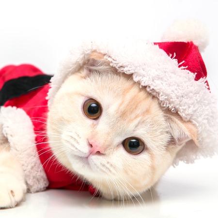 Scottish Fold catの写真素材