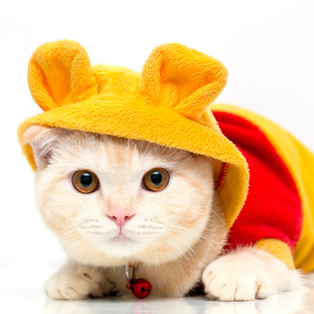 Scottish Fold catの写真素材