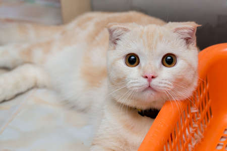 Scottish Fold catの写真素材